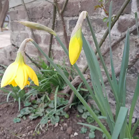 Maison Charmante A Avec Grand Jardin Nyaraló Offranville