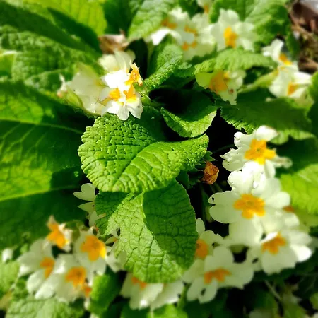 Maison Charmante A Avec Grand Jardin Nyaraló Offranville