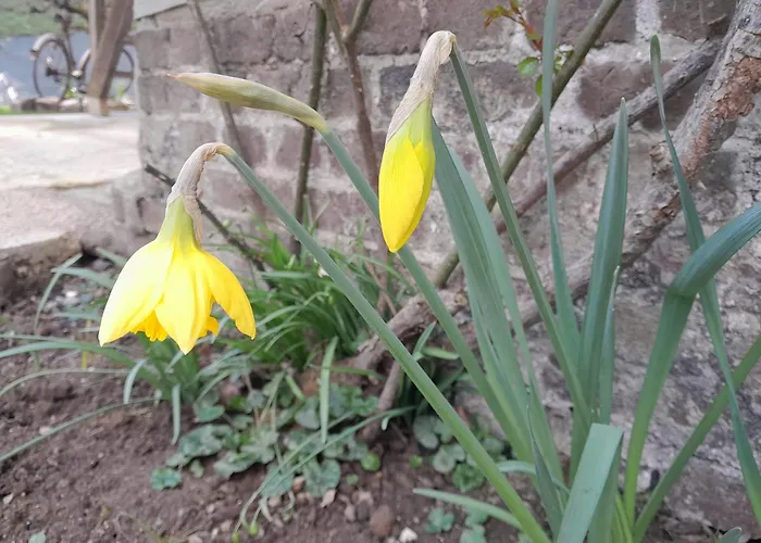 Maison Charmante A Avec Grand Jardin Holiday home Offranville