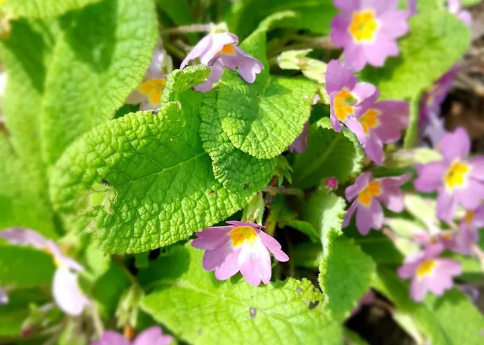 Maison Charmante A Avec Grand Jardin Holiday home Offranville