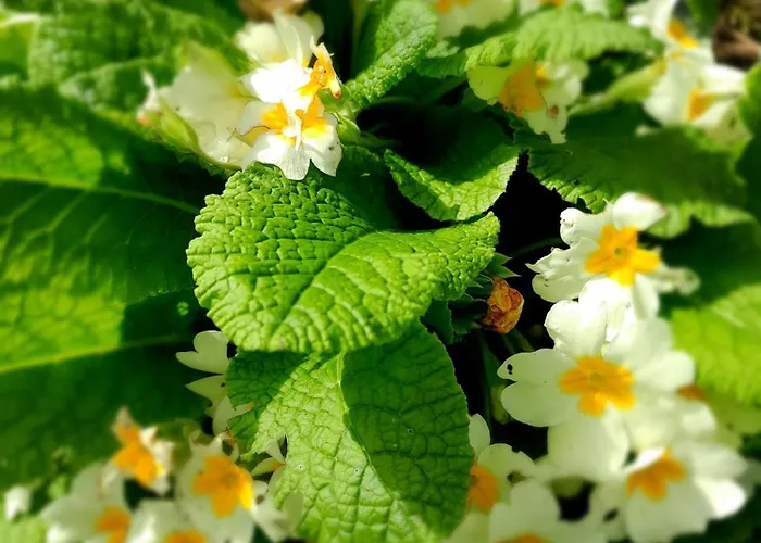 Maison Charmante A Avec Grand Jardin Holiday home Offranville